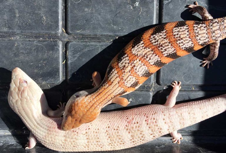 Northern Blue Tongue Skink Breeding 2020 A Review In Photos Photo Inspiration