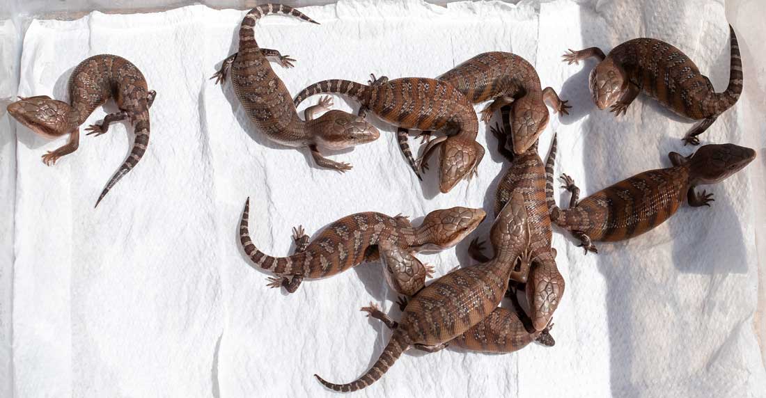 Northern Blue-Tongue Skink Babies — May 2021 – Lizard Cafe - What To Feed Blue Tongue Skink Babies